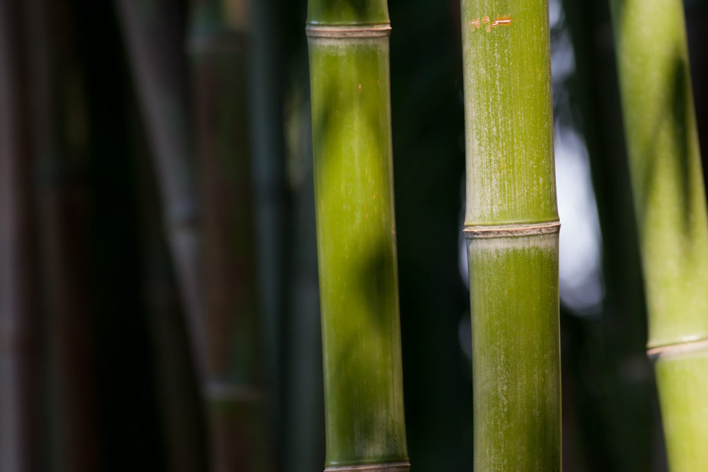 Bamboo