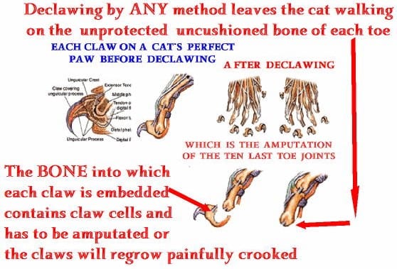 Cat Declawing